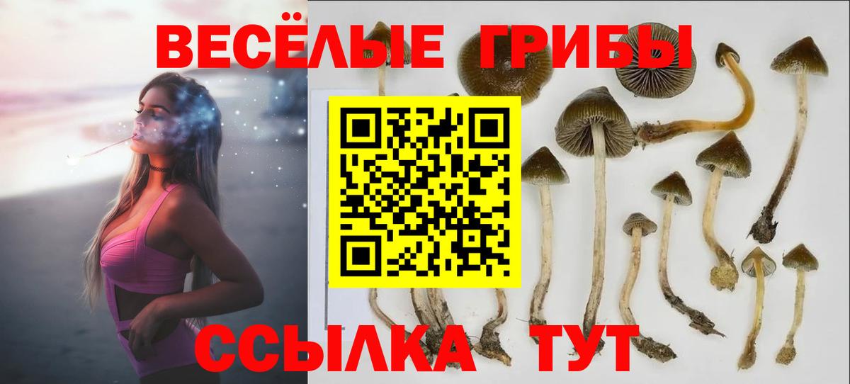 Куйбышев  Псилоцибиновые грибы прущие грибы  Вход с VPN  Псилоцибиновые грибы мицелий 
